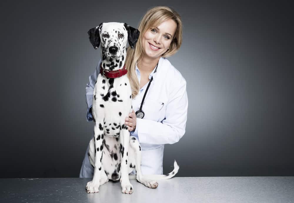 (c) Tierarzt-notdienst-karlsruhe.de