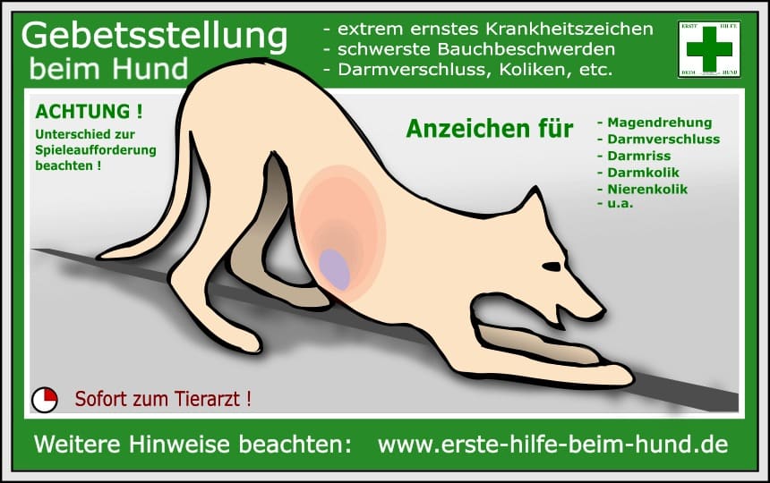 Hilfe beim Hund die Gebetsstellung - Tierarzt Notdienst Karlsruhe